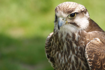 Close-up of eagle