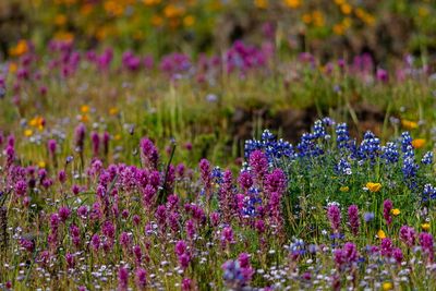 Spring wildflowers