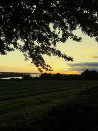 Silhouette tree on field against sky at sunset