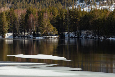 Scenic view of lake in forest during winter