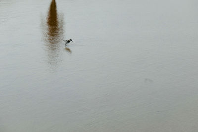 High angle view of birds swimming in lake