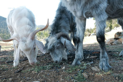 Goats on field