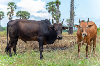 Cows in a field