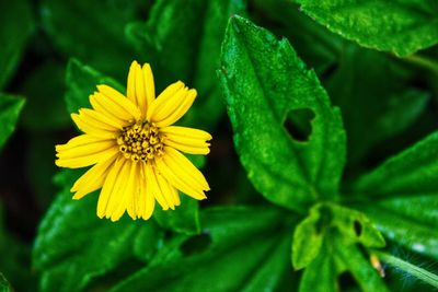 20/12/2020. a yellow flower among the green leaves. solok, indonesia.