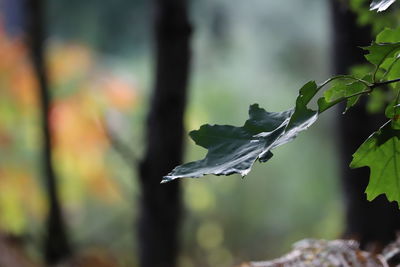 Close-up of plant during winter