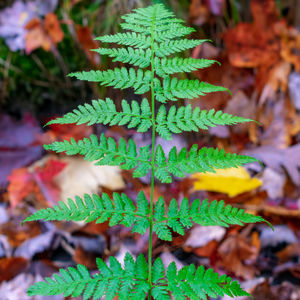 Close-up of green leaves