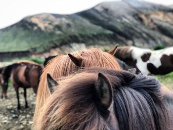 Close-up of horse