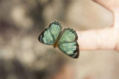 Close-up of butterfly