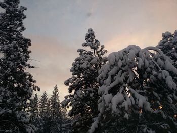 Trees against sky