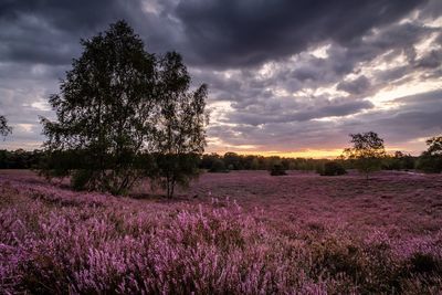 Scenic view of lavender field against sky during sunset