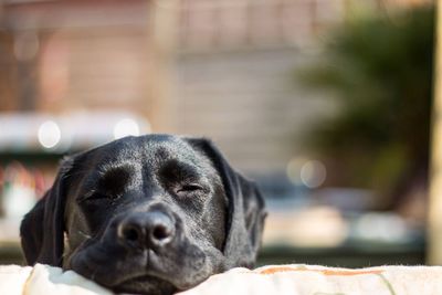 Close-up portrait of dog relaxing outdoors