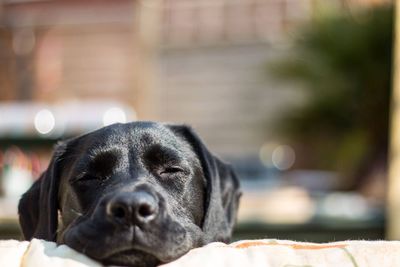 Close-up of black dog sleeping on bed