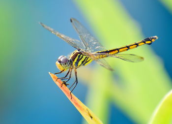 Close-up of dragonfly on twig