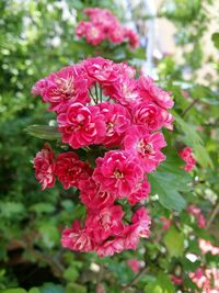 Close-up of pink flowers