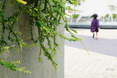 Close-up of woman shadow on tree