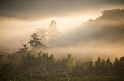 Low angle view of trees against sky during sunset
