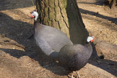 Pigeons on dirt road