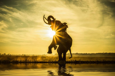 Silhouette man on elephant rearing in lake against orange sky