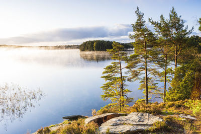 Trees at lake