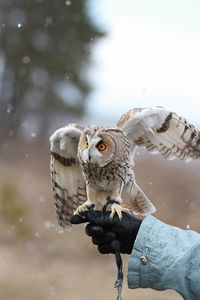 Low angle view of owl flying against sky