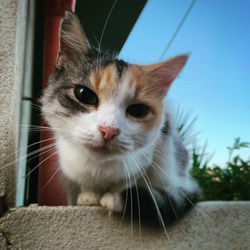 Close-up portrait of a cat