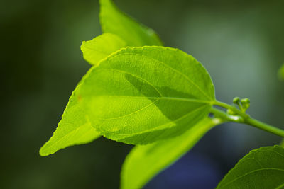 Close-up of green leaves