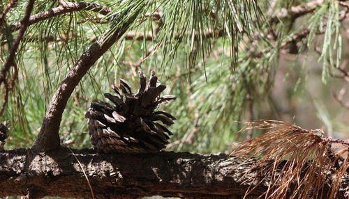 Close-up of tree trunk in forest