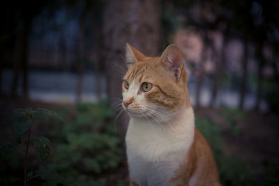 Portrait of cat sitting outdoors