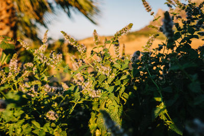 Close-up of plants on field