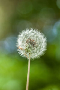 Close-up of dandelion against blurred background