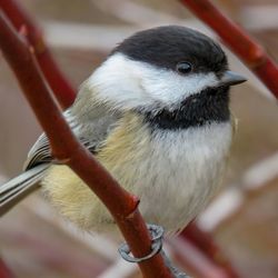 Close-up of bird perching outdoors