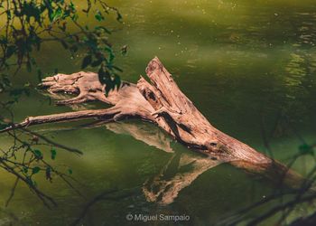 Reflection of tree in water