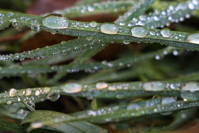 Close-up of wet leaves during rainy season