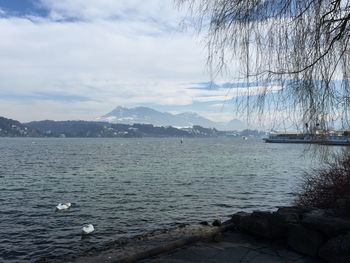 Seagull by lake against sky