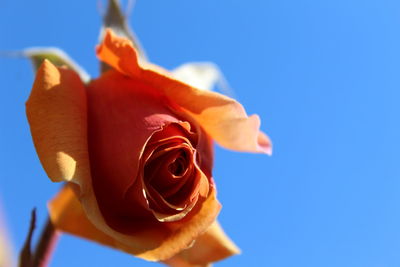 Close-up of rose against blue sky