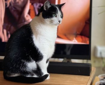 Close-up of a cat looking away