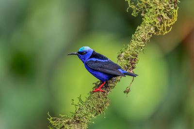 Close-up of bird perching on branch