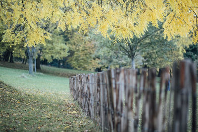 Scenic view of trees on field during autumn