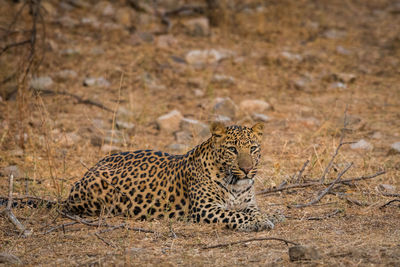 View of a cat on land