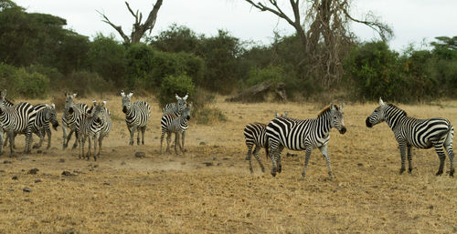 Zebra grazing in field