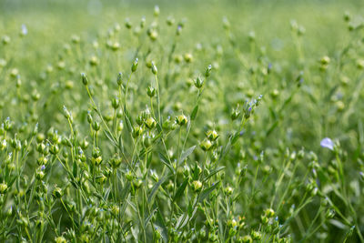 Close-up of plants growing on field