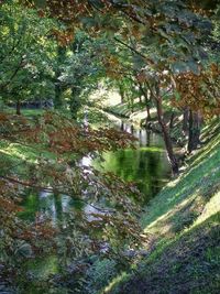 Scenic view of pond