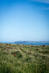 Scenic view of sea against clear blue sky