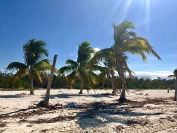 Palm trees on beach against clear blue sky