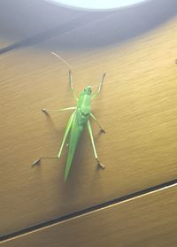 High angle view of insect on table