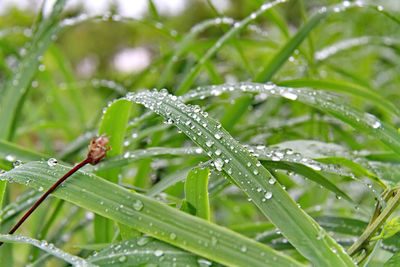 Close-up of wet plant leaves during rainy season