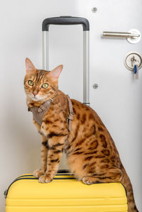 Bengal cat in a harness and a yellow suitcase. vertical shot.