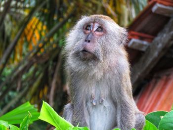 Monkey sitting on tree