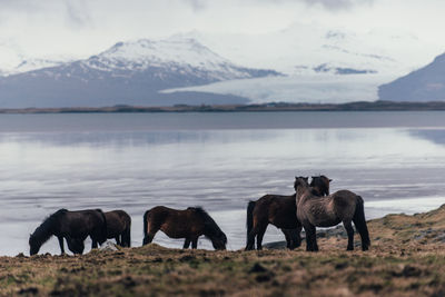 Horses on land by lake