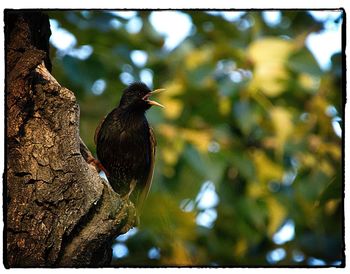 Close-up of bird perching on tree